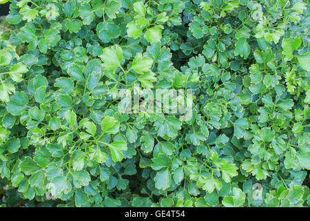 Les plantes d'herbe la texture peut être utilisé comme arrière-plan Banque D'Images
