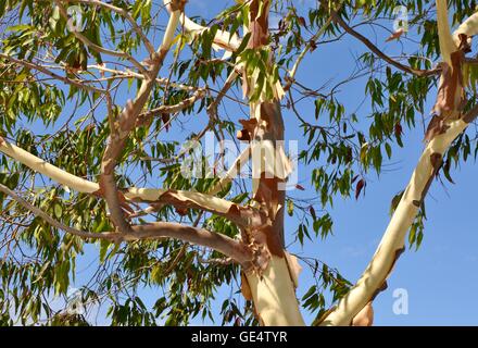 Détail d'un eucalyptus de peeling doux à l'écorce blanche et rouge et vert feuilles sous un ciel bleu clair en Australie. Banque D'Images