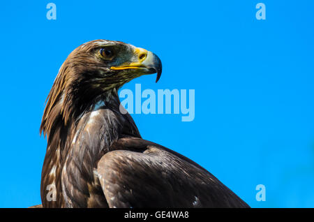 ( Golden Eagle Aquila chrysaetos ), l'Autriche, Niederösterreich, Autriche, Waldviertel Banque D'Images