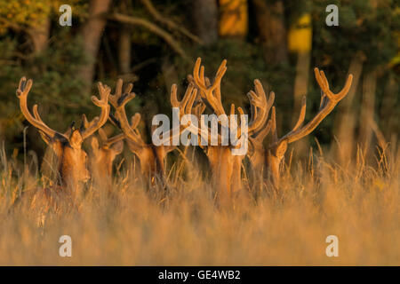 Red Deer (Cervus elaphus) en velours. Banque D'Images