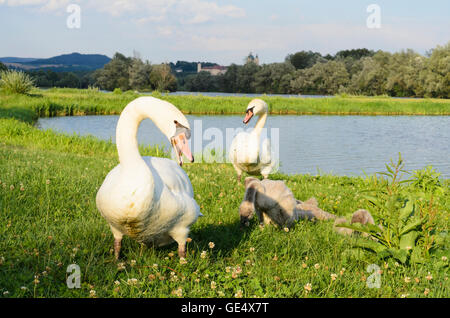 Weitenegg : Oxbow du Danube en Weitenegg avec le cygne tuberculé (Cygnus olor ) et une vue sur l''Abbaye de Melk, Autriche, Niederösterreich Banque D'Images