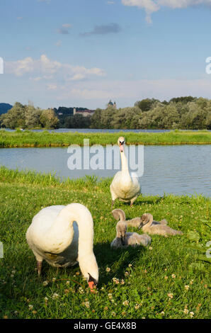 Weitenegg : Oxbow du Danube en Weitenegg avec le cygne tuberculé (Cygnus olor ) et une vue sur l''Abbaye de Melk, Autriche, Niederösterreich Banque D'Images