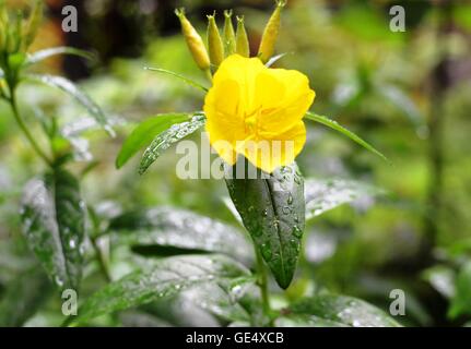 Fleur jaune après la pluie Banque D'Images