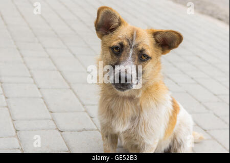 Outdoor portrait of cute mixed breed dog curieux Banque D'Images