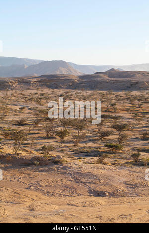 Arbre d'encens dans le Wadi Dawkah Frankincence Nature Resort. La montagne de Dhofar, Oman Banque D'Images