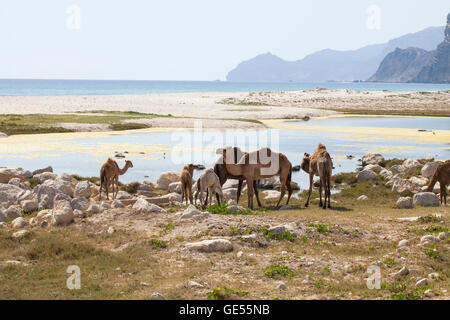 Image de chameaux sur une plage, dans la région de Dhofar, Oman. Banque D'Images