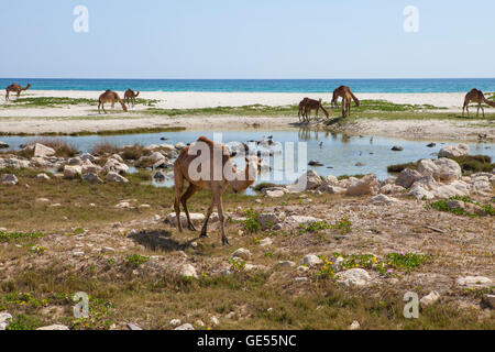 Image de chameaux sur une plage, dans la région de Dhofar, Oman. Banque D'Images