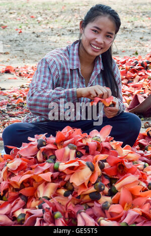 Women picking & Kapok tri des fleurs sur l'île de Donsao Laos, feuilles, bourgeons et fruits sont mangés. Les graines sont grillés & utilisé trop Banque D'Images