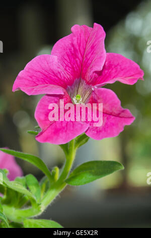 Fleur Rose Petunia hybride (Solanaceae) Nom scientifique dans Rama 9 jardin national, Bangkok, Thaïlande Banque D'Images