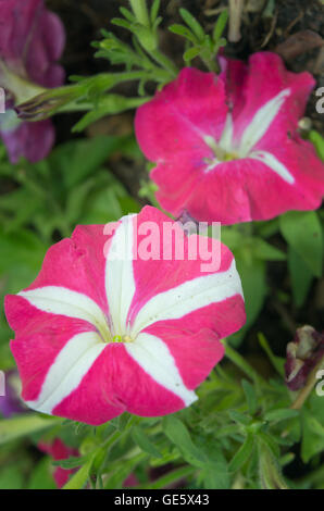 Hybride rose et blanc fleur rose du désert (d'autres noms sont desert rose, azalée, maquette, Pinkbignonia du toitskloof, Adenium obesum, C Banque D'Images