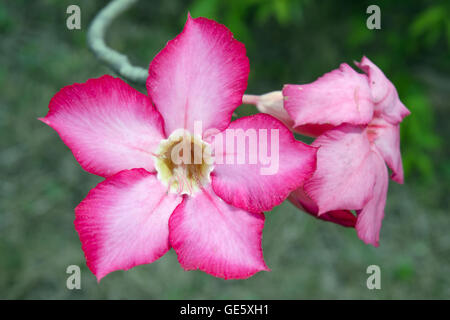 Desert rose rose fleur (d'autres noms sont desert rose, azalée, maquette, Pinkbignonia du toitskloof, Adenium obesum, Chuanchom) dans Rama Banque D'Images