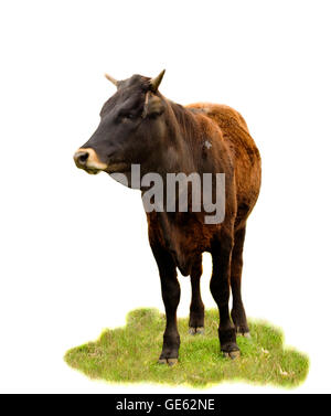 La race bovine boeuf australien - vache isolé sur blanc - Angus, charolais, croix de Brahman Banque D'Images