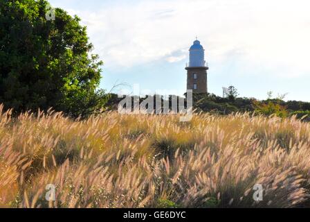 Prairie de graminées ornementales purple avec arbre et le calcaire Woodman Point Lighthouse à Coogee, l'ouest de l'Australie. Banque D'Images