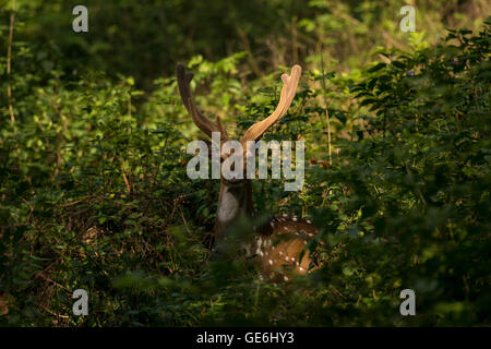 Spotted deer stag sauvages, des bois en velours, à l'intérieur de la Jungle & Resorts' K Gudi Wilderness Camp à BR Hills, Karnataka, Inde Banque D'Images