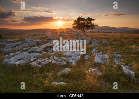 Lone Tree aubépine Winskills sur lapiez nature reserve au coucher du soleil avec vue sur les vallées du Yorkshire dans Ingleborough, Yorkshire, Angleterre Banque D'Images