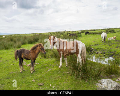 Poneys Dartmoor, dont un jeune poulain, près de Merrivale archeaological site, entre Princetown et Tavistock, Devon, Angleterre, Royaume-Uni Banque D'Images