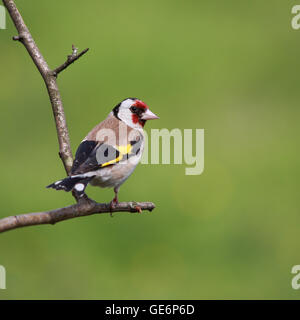 Chardonneret élégant, également connu simplement comme Goldfinch, perché sur une branche mince contre l'herbe verte Banque D'Images
