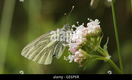 Un joli petit papillon blanc perché sur une fleur blanche Banque D'Images
