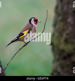 Chardonneret élégant, également connu simplement comme Goldfinch, perché sur une branche mince contre l'herbe verte Banque D'Images