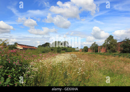 Une prairie de fleurs sauvages en fleurs dans un jardin clos de vieux anglais en été. Banque D'Images