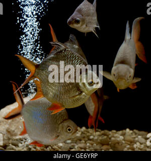 Tas de poisson la Carpe dans l'aquarium Banque D'Images