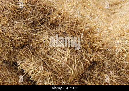 Botte de foin, foin, herbe, balle, légumineuses, plante herbacée, cut séchés et conservés, du fourrage, de l'agriculture, le pâturage, pâturage Banque D'Images