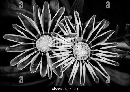 Les images en noir et blanc de Gazania fleurs Banque D'Images