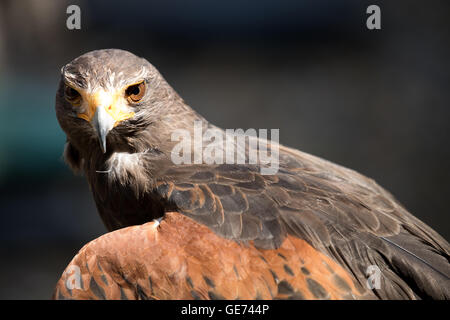 Harris Parabuteo Unicinctus (Hawk), © Jason Richardson / Alamy Live News Banque D'Images