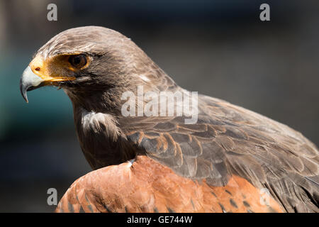 Harris Parabuteo Unicinctus (Hawk), © Jason Richardson / Alamy Live News Banque D'Images