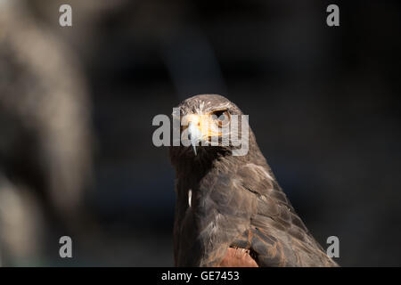 Harris Parabuteo Unicinctus (Hawk), © Jason Richardson / Alamy Live News Banque D'Images