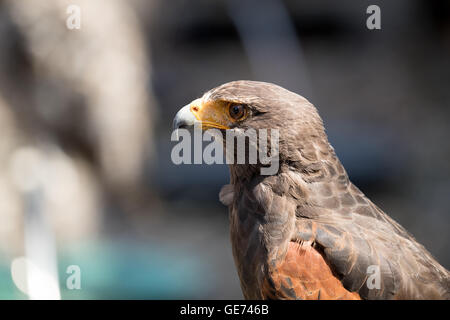 Harris Parabuteo Unicinctus (Hawk), © Jason Richardson / Alamy Live News Banque D'Images