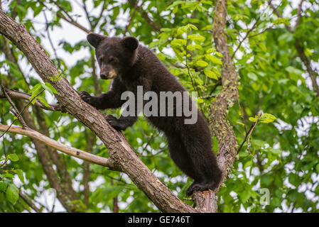 Black Bear cub Urus americanus climbing tree Amérique du Nord Banque D'Images