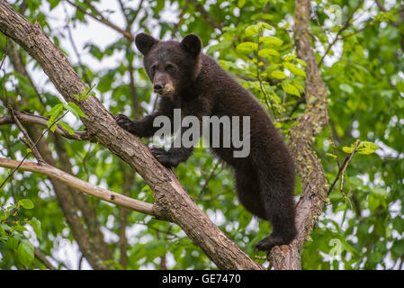 Black Bear cub Urus americanus climbing tree Amérique du Nord Banque D'Images