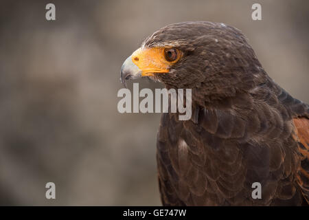 Harris Parabuteo Unicinctus (Hawk), © Jason Richardson / Alamy Live News Banque D'Images