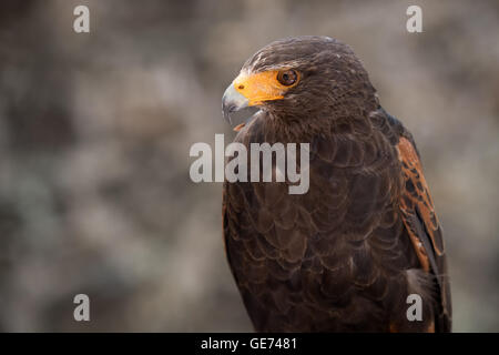 Harris Parabuteo Unicinctus (Hawk), © Jason Richardson / Alamy Live News Banque D'Images