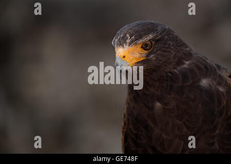 Harris Parabuteo Unicinctus (Hawk), © Jason Richardson / Alamy Live News Banque D'Images