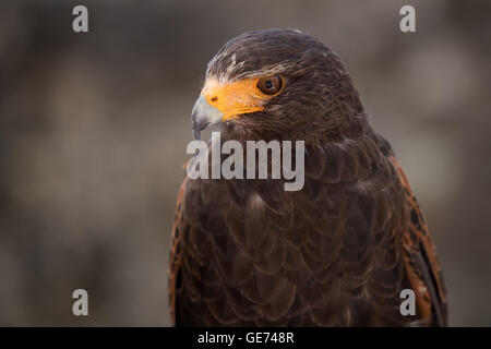 Harris Parabuteo Unicinctus (Hawk), © Jason Richardson / Alamy Live News Banque D'Images