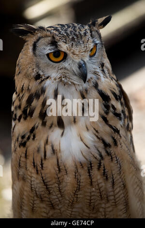 Bengal Eagle Owl (Bubo bengalensis), © Jason Richardson / Alamy Live News Banque D'Images