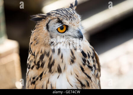 Bengal Eagle Owl (Bubo bengalensis), © Jason Richardson / Alamy Live News Banque D'Images