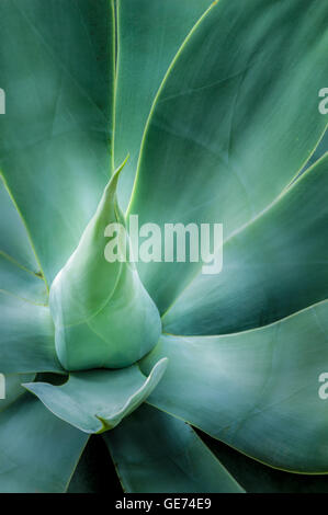 Vue rapprochée d'un cou de cygne agave bleu Banque D'Images