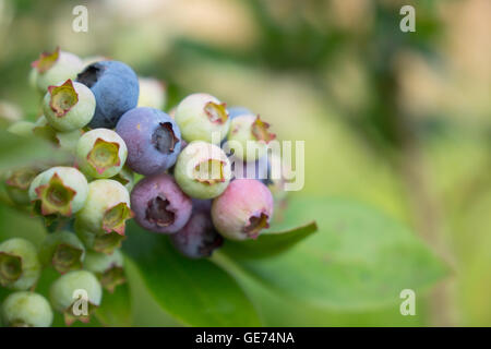 Les bleuets sur une maturation bush bleuets biologique Banque D'Images