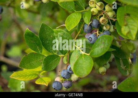 Les bleuets sur une maturation bush bleuets biologique Banque D'Images