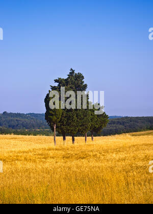 Île de cyprès au milieu d'un champ de blé en plein cœur de la Toscane Banque D'Images