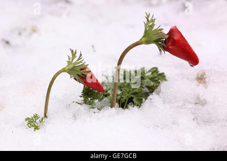 Israël, l'anémone rouge coronaria AKA Spanish marigold pousse dans la neige photographié en Israël Banque D'Images