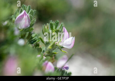 Fleurs de la common Restharrow prise à l'écart de la vache folle, l'East Sussex Banque D'Images