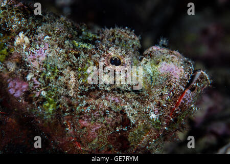 Un diable camouflé scorpionfish (Scorpaenopsis diabolus) repose sur une diversité de coraux dans la région de Raja Ampat, en Indonésie. Banque D'Images