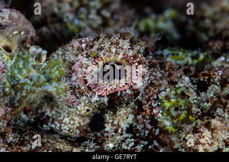Détail de l'oeil et la couleur d'un faux poisson-pierre (Scorpaenopsis diabolus) sur un récif à Raja Ampat, en Indonésie. Banque D'Images