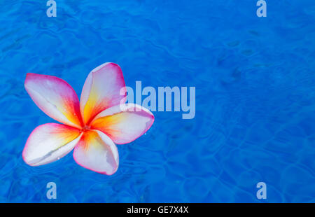 Fleur de frangipanier Tropical flottant dans l'eau bleue Banque D'Images
