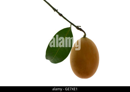 Marian plum fruit sucré thaïlandais isolé sur fond blanc (Mayongchid Maprang Marian Plum Plum et mangue) Banque D'Images