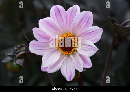 Dahlia Bishop of Leicester Banque D'Images